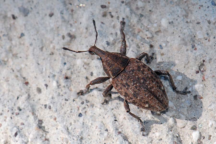 Curculionide: Lepyrus armatus